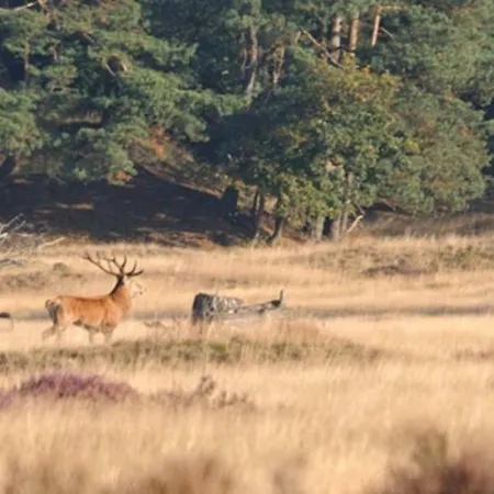 בית נופש Veluwe Chalet